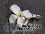 MAGNOLIA pseudokobus 'Kubishimodoki' 